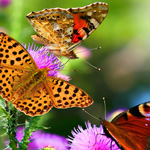 网站攻击工具手机版